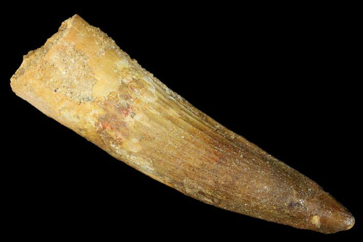 Spinosaurus Tooth - Real Dinosaur Tooth #174778